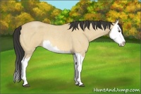 Horse Color:Buckskin Roan Dun Splash