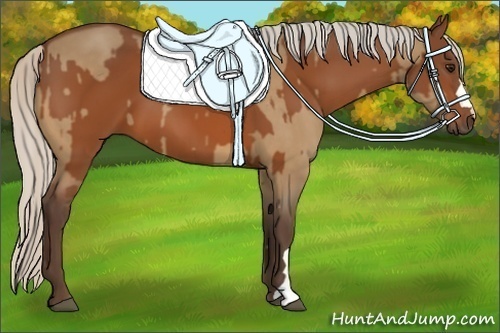 Horse Color:Silver Bay Dun and Silver Bay