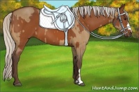 Horse Color:Silver Bay Dun and Silver Bay