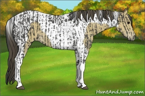 Horse Color:Smoky Black Tobiano  and Buckskin Tobiano 