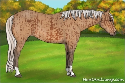 Horse Color:Silver Bay  and Silver Buckskin 