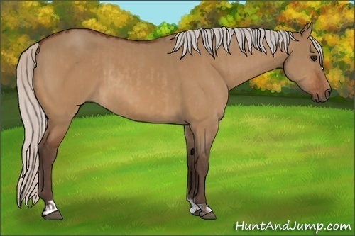 Horse Color:Silver Bay Dun  and Silver Bay Dun 