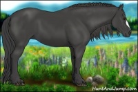 Horse Color:Smoky Black 