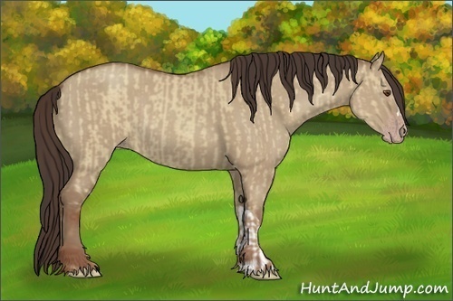 Horse Color:Classic Champagne Dun and Classic Champagne Dun