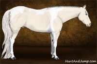 Horse Color:Cremello Tobiano 