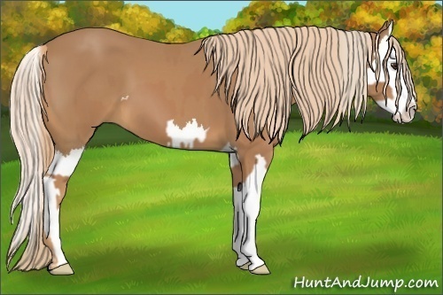 Horse Color:Chestnut  and Chestnut Splash 