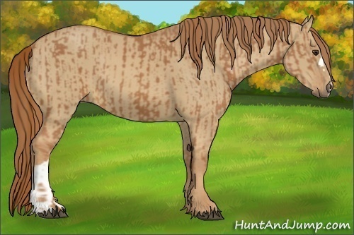 Horse Color:Chestnut and Red Dun