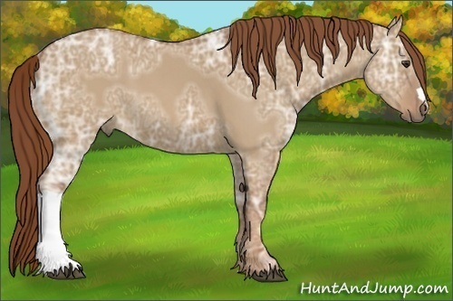 Horse Color:Red Dun Ice 
