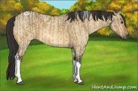 Horse Color:Buckskin Dun Tobiano and Buckskin Dun Tobiano