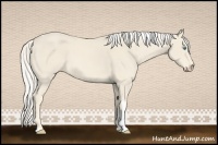 Horse Color:Cremello Tobiano 