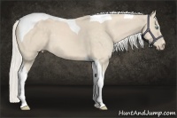 Horse Color:Cremello Tobiano 