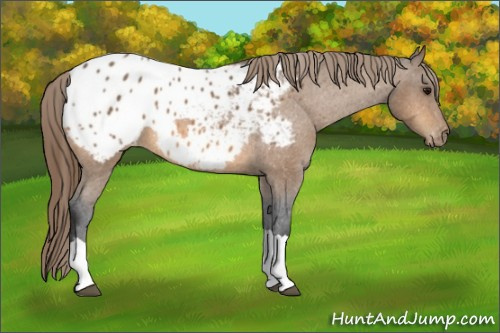 Horse Color:Buckskin Appaloosa