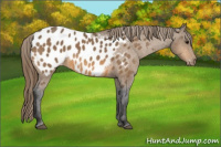 Horse Color:Buckskin Appaloosa
