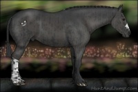 Horse Color:Black and Black