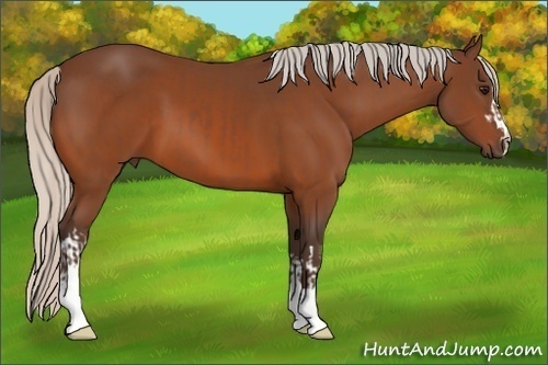 Horse Color:Silver Bay  and Silver Bay 