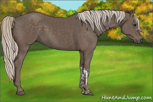 Horse Color:Silver Black  and Silver Black 