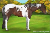 Horse Color:Liver Chestnut Tobiano and Bay Tobiano