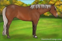 Horse Color:Silver Bay  and Silver Bay 