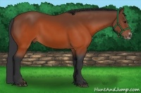 Horse Color:Brown Splash Frame Rabicano 