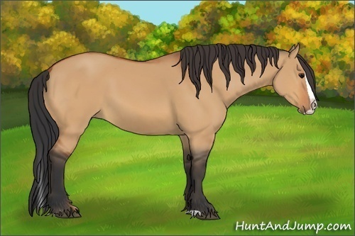 Horse Color:Bay Dun Splash 
