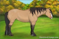 Horse Color:Bay Dun Splash 