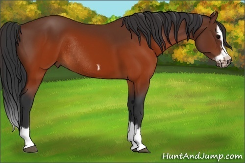 Horse Color:Brown Splash Frame Rabicano