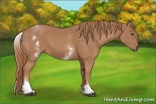 Horse Color:White Spotted Chestnut 