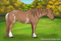 Horse Color:White Spotted Chestnut