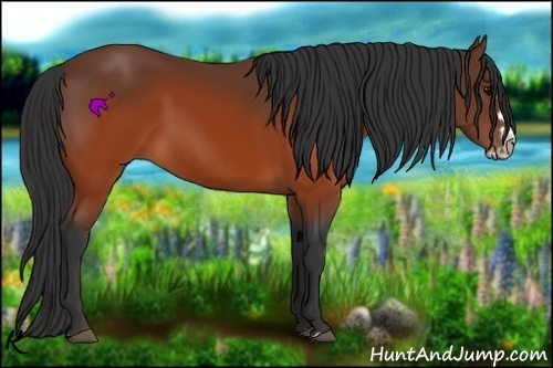 Horse Color:Brown Splash Frame Rabicano