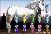 Horse Color:Black Splash Appaloosa 