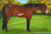 Horse Color:Brown Splash Frame Rabicano