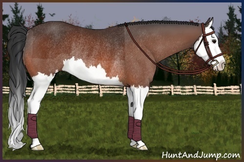 Horse Color:Bay Splash Rabicano