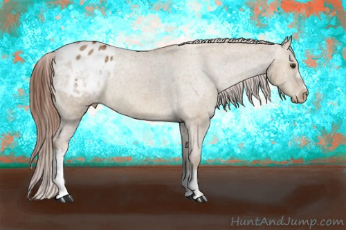 Horse Color:Red Dun Appaloosa 