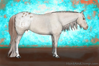 Horse Color:Red Dun Appaloosa 