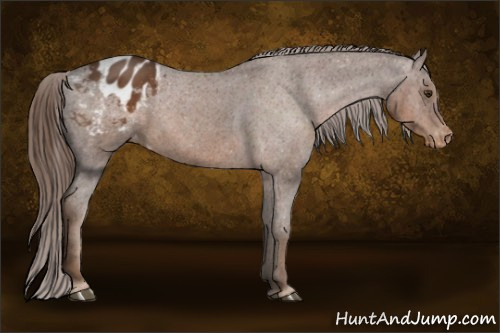 Horse Color:Liver Chestnut Appaloosa