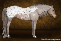 Horse Color:Liver Chestnut Appaloosa 