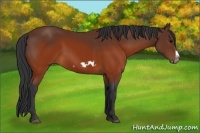 Horse Color:Brown Splash Frame Rabicano 