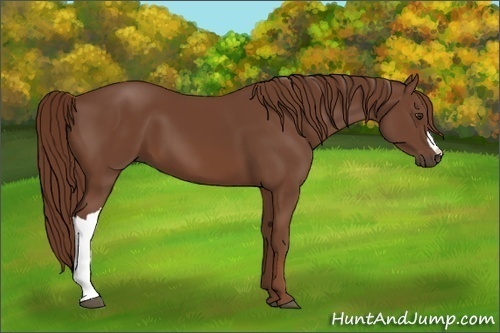 Horse Color:Chestnut 