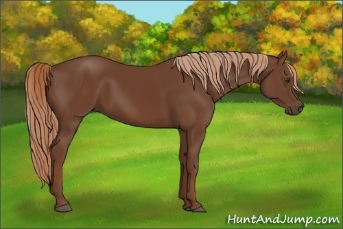 Horse Color:Chestnut 