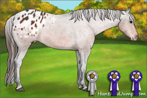 Horse Color:Bay Appaloosa 