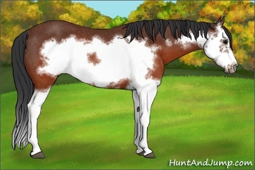 Horse Color:Brown Splash Frame Rabicano