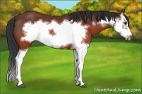 Horse Color:Brown Splash Frame Rabicano