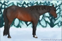 Horse Color:Brown Rabicano 
