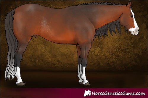 Horse Color:Brown Splash Rabicano