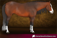 Horse Color:Brown Splash Rabicano