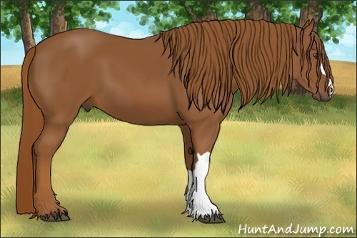 Horse Color:Chestnut 