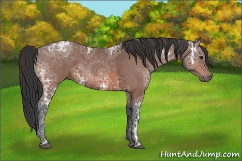 Horse Color:Bay Ice