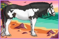 Horse Color:Brown Splash Frame 