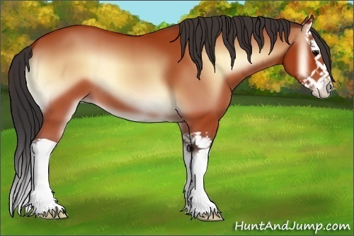 Horse Color:Bay Onyx Splash 