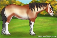 Horse Color:Bay Onyx Splash 